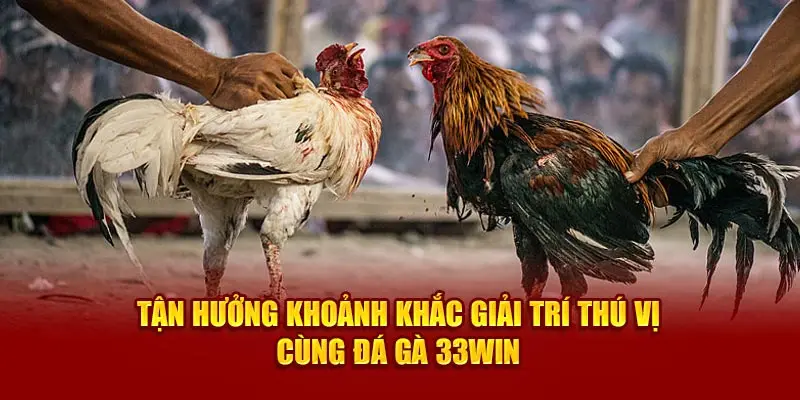 Đá Gà 33Win93 - Sân Chơi Cá Cược Đỉnh Cao Cho Người Đam Mê